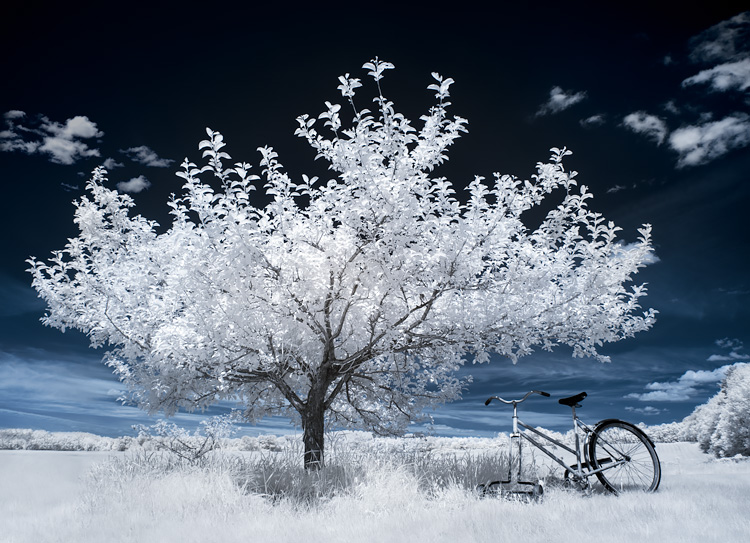 Infrared Photography: What is it and Best Tips for 