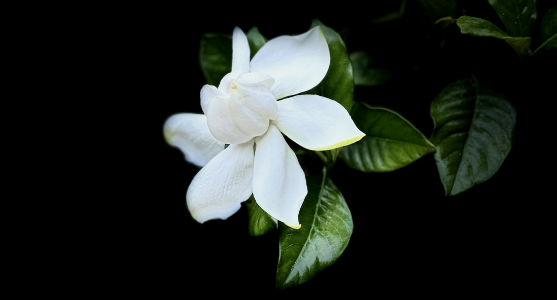 But It's Just a Gardenia...NOT